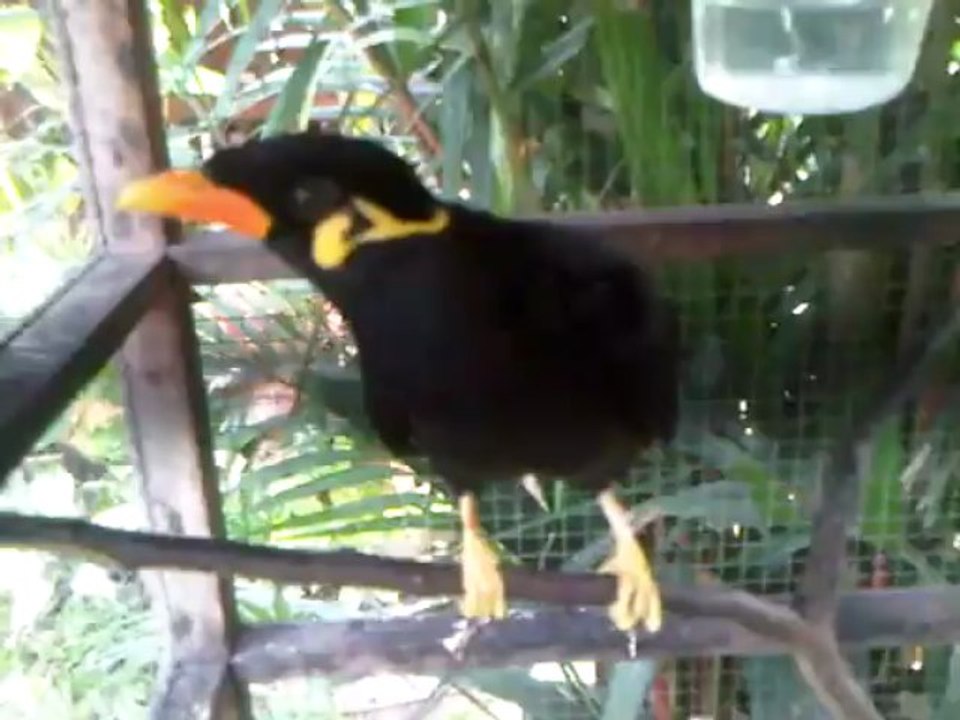 VID-20111203-00023