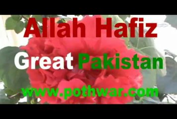Hafiz Malik Sohail Ashraf PP-5