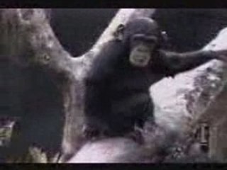 Webchoc.com : Monkey Buisness