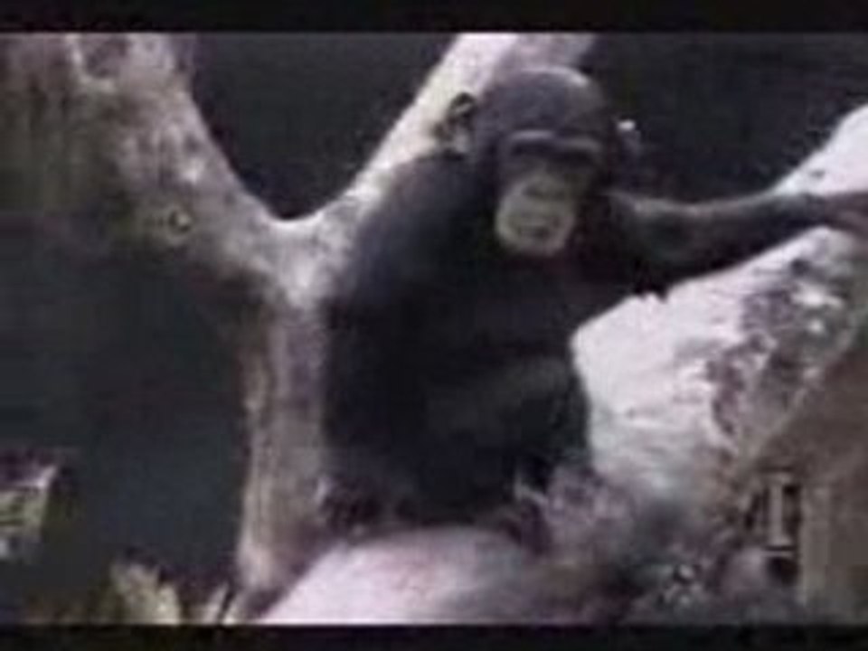 Webchoc.com : Monkey Buisness