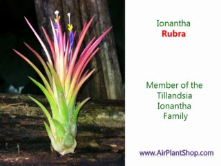 Ionantha Rubra Available at Air Plants Shop