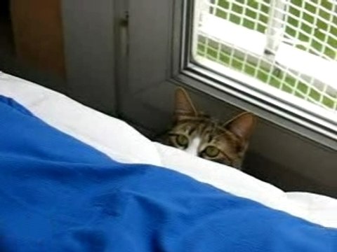 Filipine joue avec plumeau