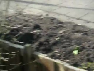 Cat fight --- katten (schijn) gevecht (High)