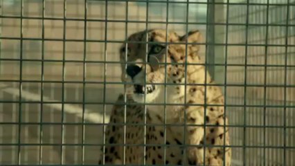 Hyundai Veloster Turbo