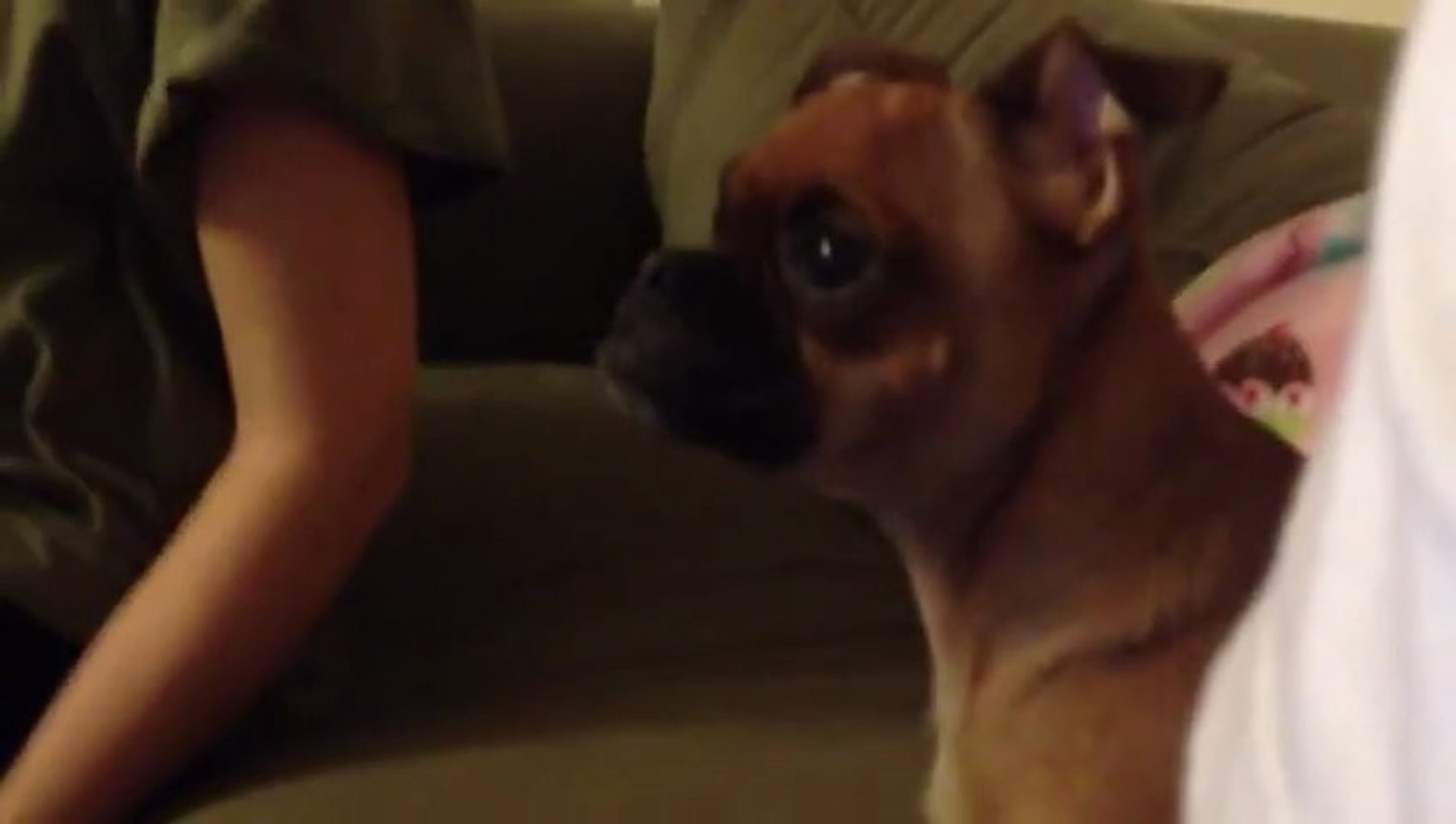 Un Chien Qui Pleure Devant Le Roi Lion Vidéo Dailymotion