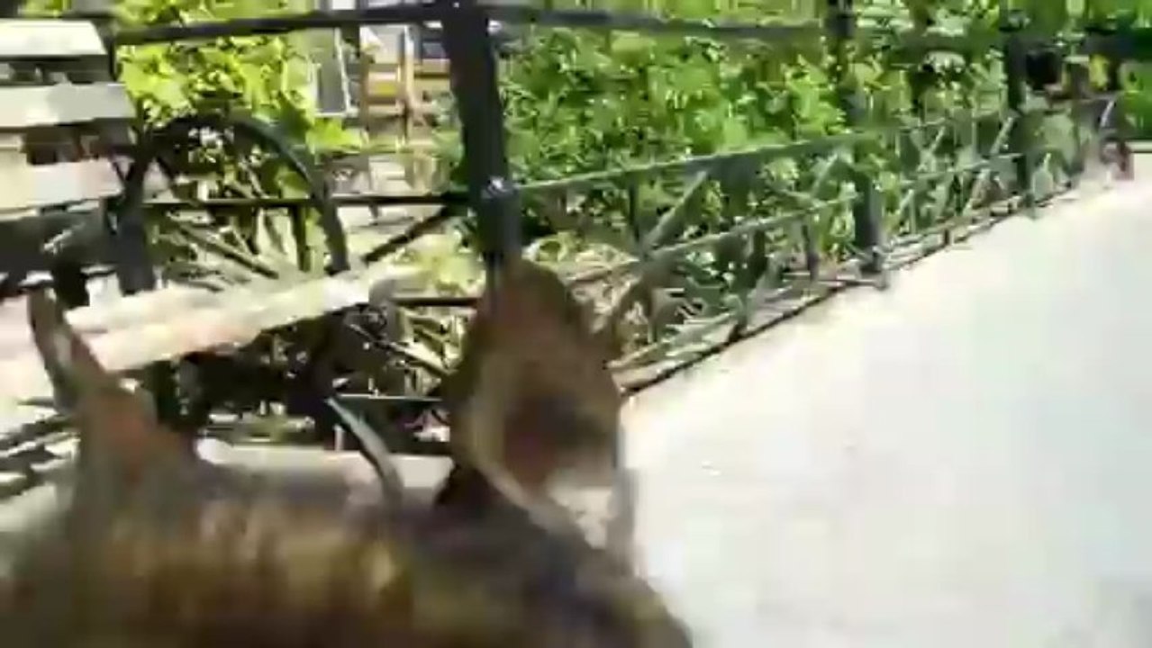 Doggy Cam