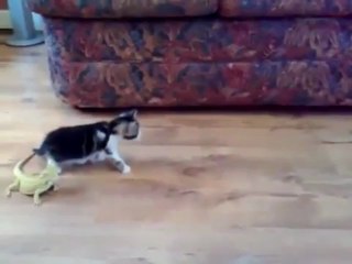 Un chaton effrayé par un lézard