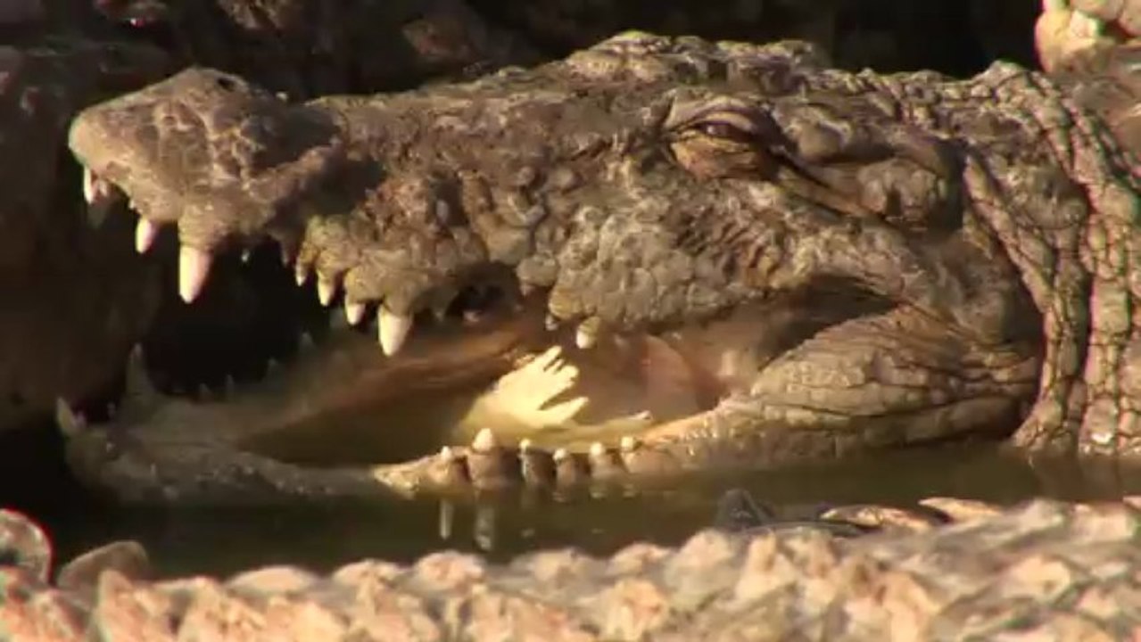 The Holy Crocodile -