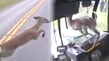 Deer Crashes Through Bus Windshield, Survives