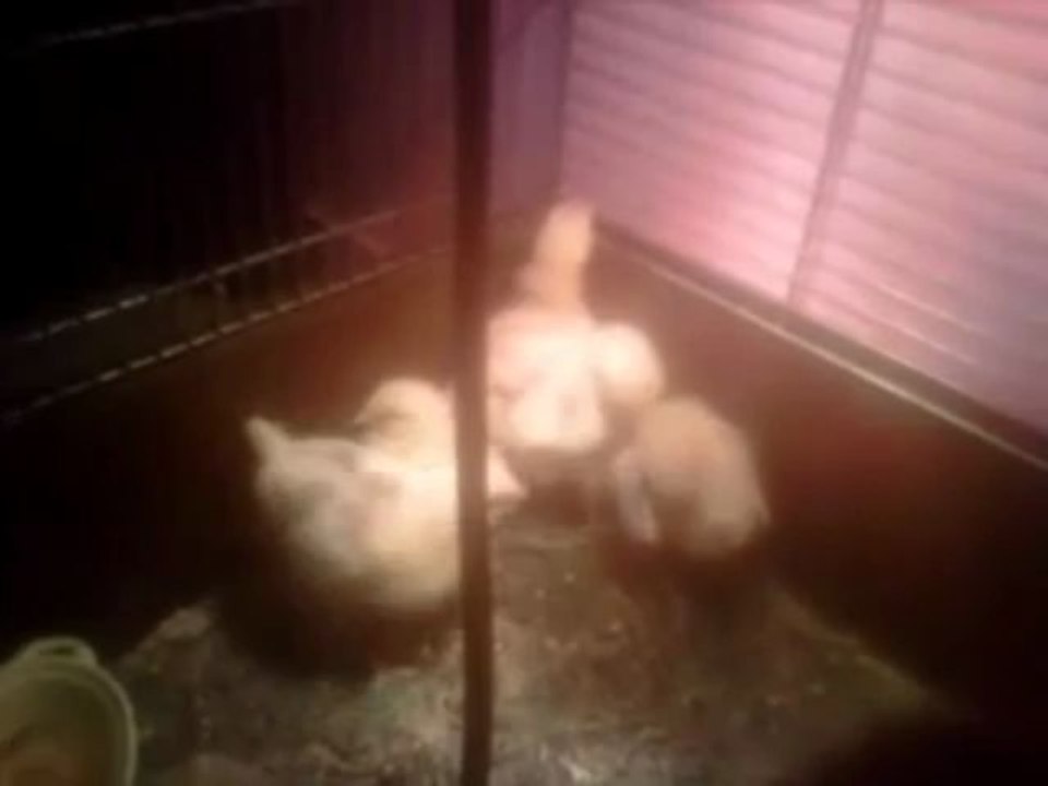 Je vous présente mes poussins