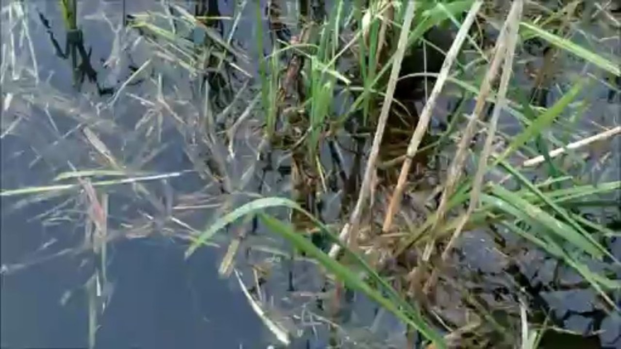 L'hirondelle ne fait pas le printemps...