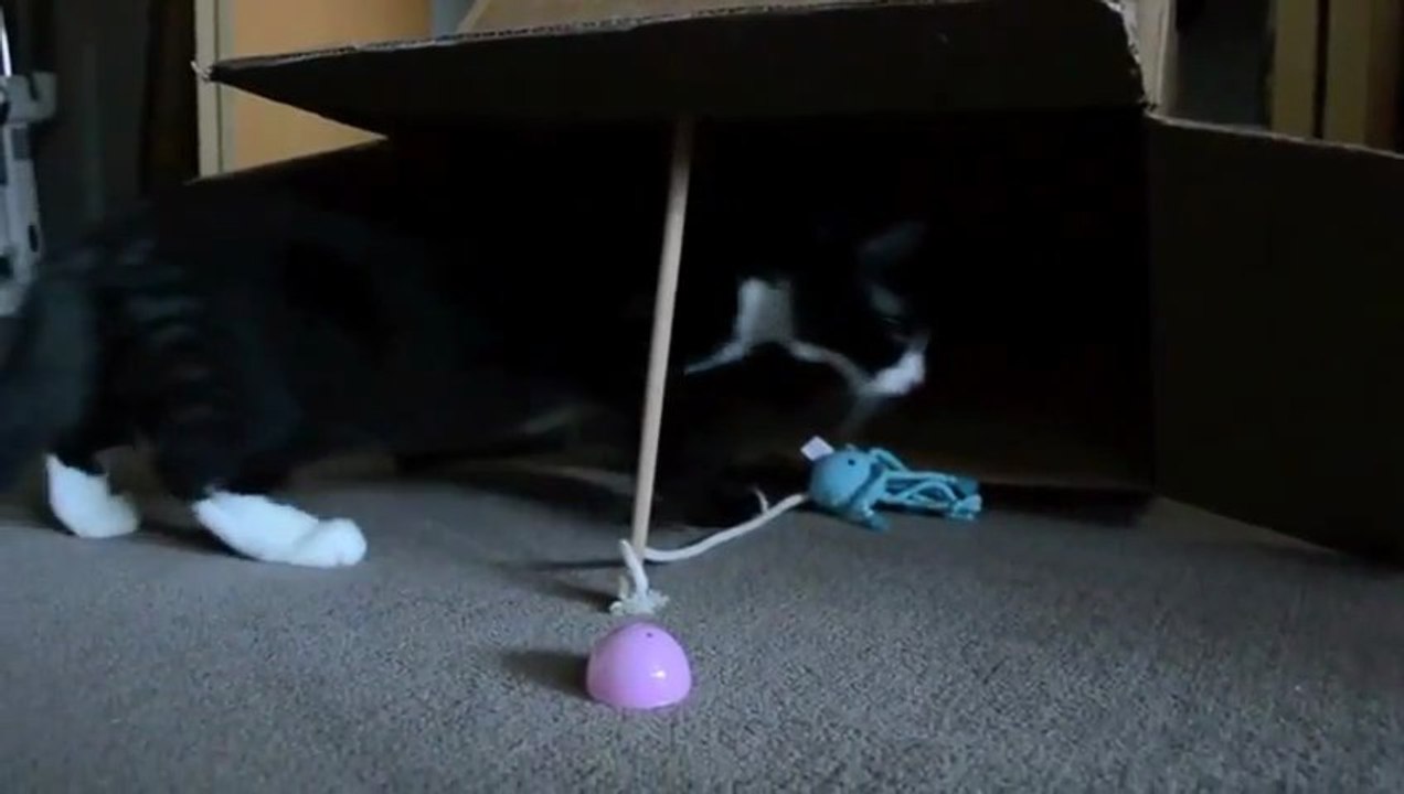 Un attrape-chat - cat trap