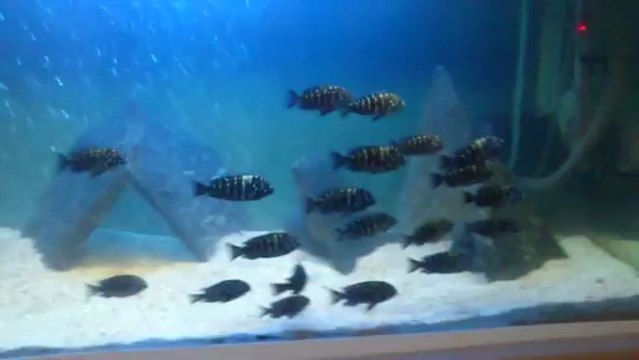 Duboisi Maswa akvaryumum