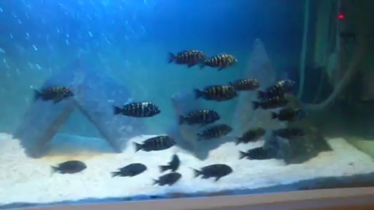 Duboisi Maswa akvaryumum