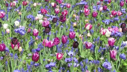 Tulipes à Keukenhof - 2013