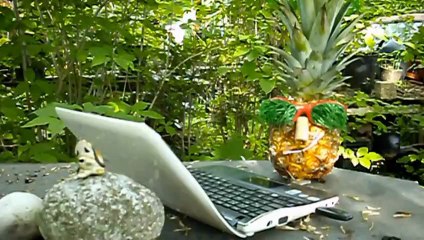 Tippy’s World: Jungle Tweeting – Always Good Company Guaranteed!