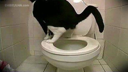 gato bem ensinado - EMBRULHA.com