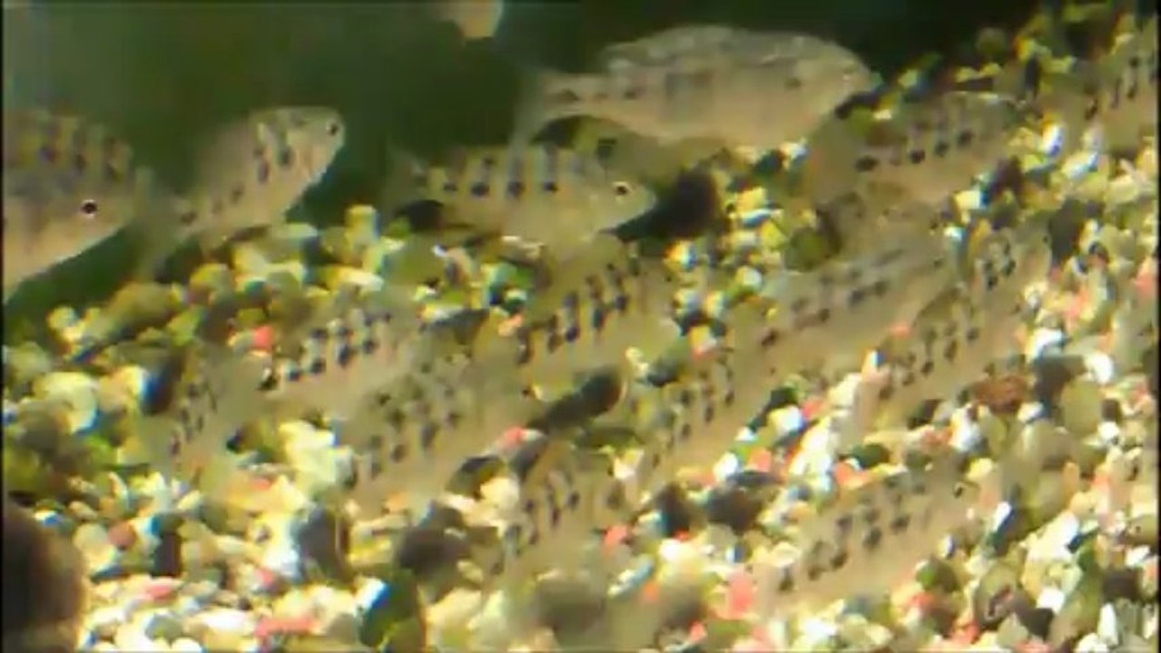 Fossorochromis rostratus1