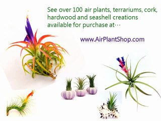 Caput Medusae | Get online Cheap and best Caput Medusae Air Plants