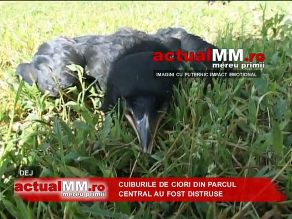 ciori dej actualmm