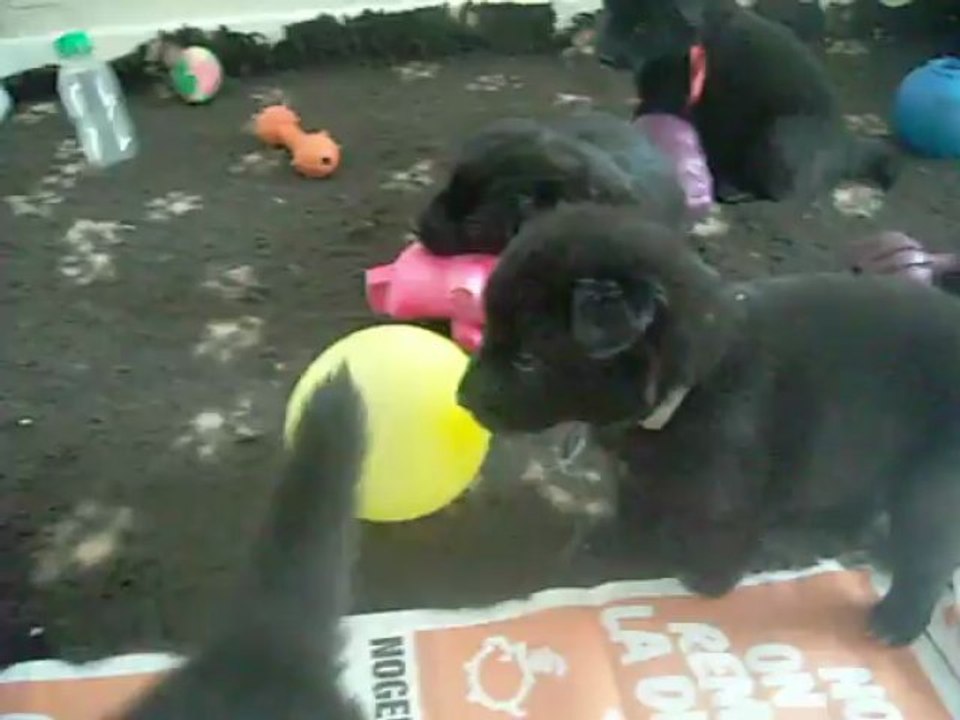 17 mai 2013 (1) : chiots Celtic, 26 jours