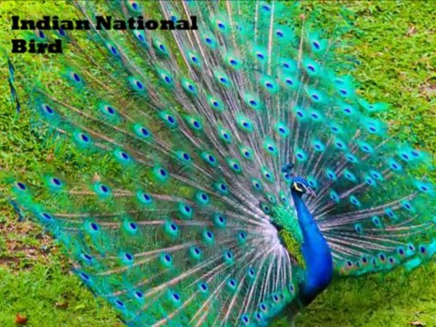 Travel India with Great Discounts by Cheap Air E Tickets India