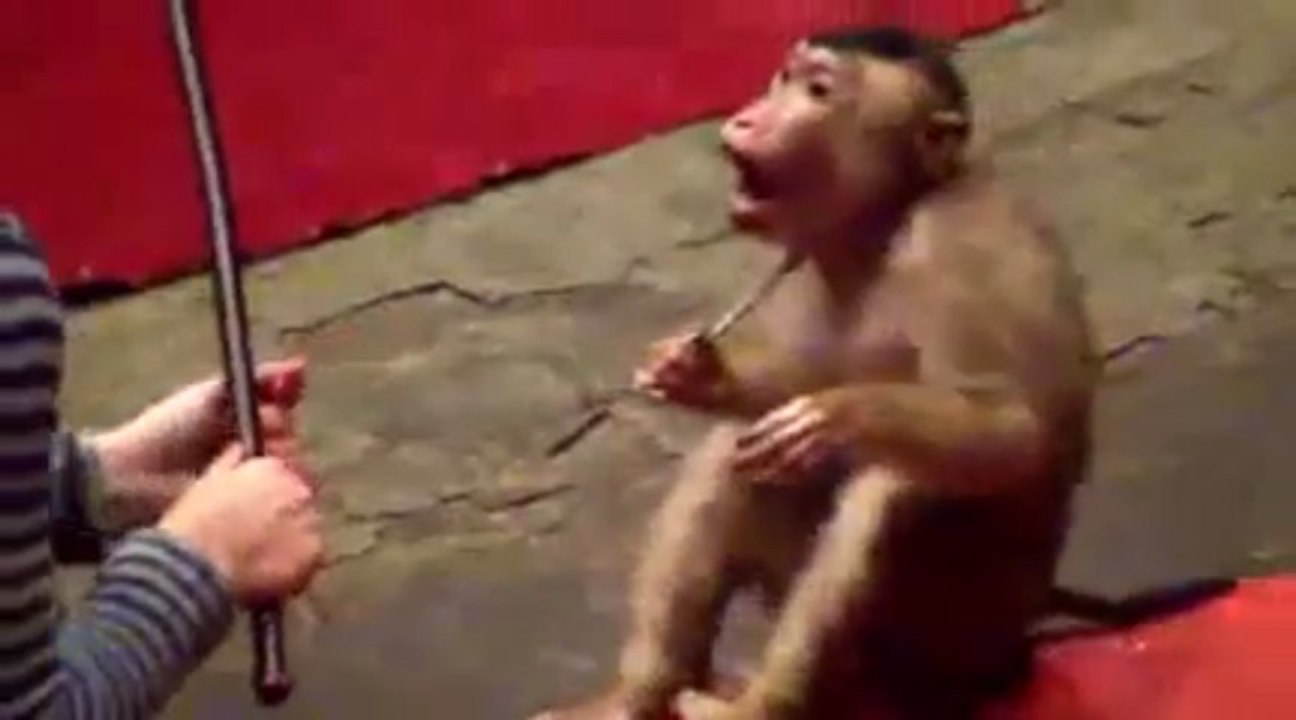 Il circo degli orrori