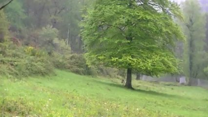 vidéos de chasse au domaine du Maïlou