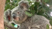 Australian scientists work to save koalas