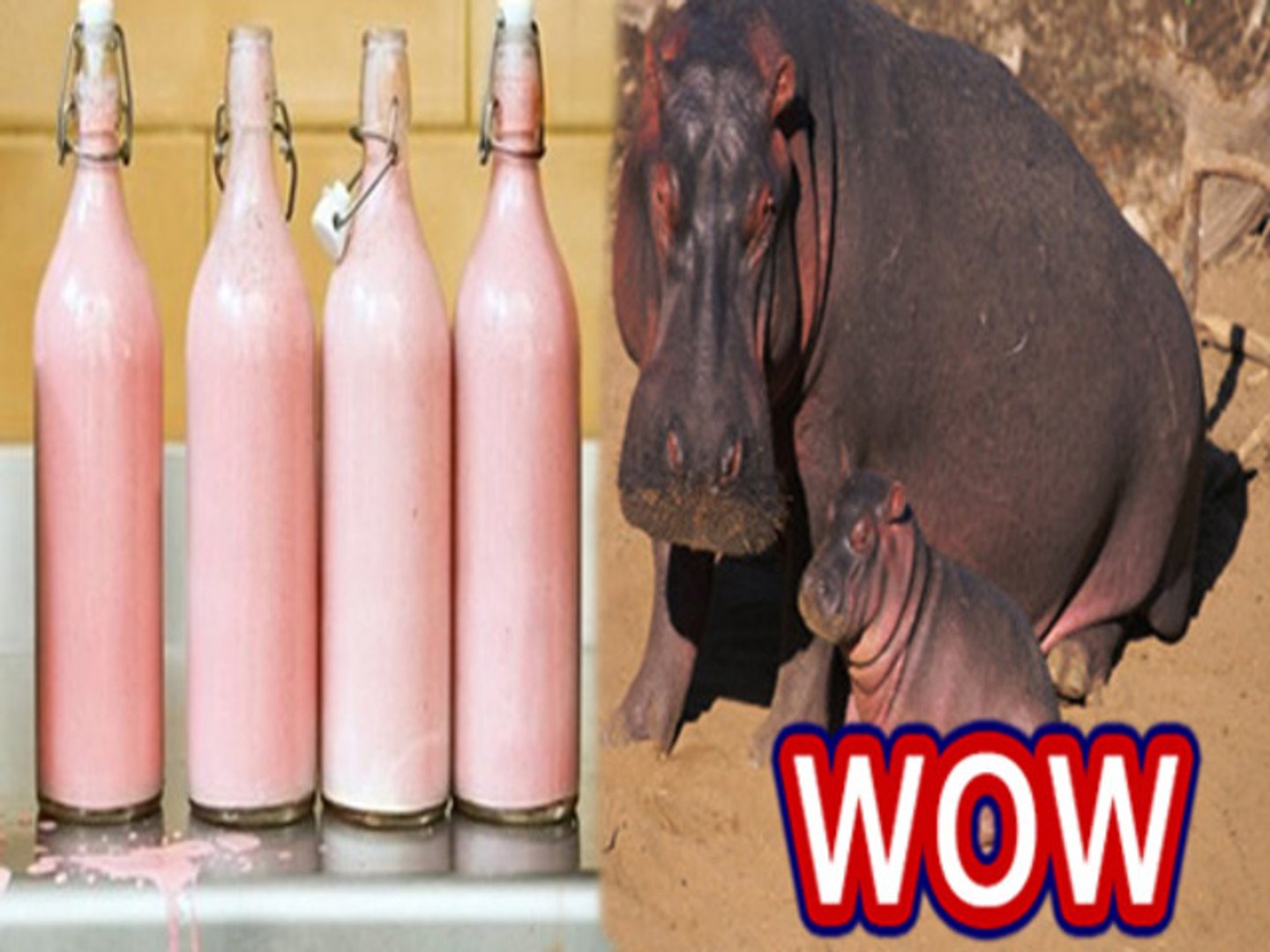 Hippopotamus Milk is Pink in Color - video Dailymotion