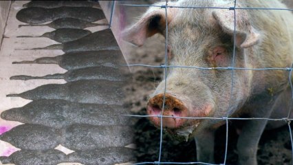 Exploding Poop Foam Threatens Pig Farmers