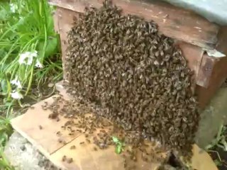 abeilles