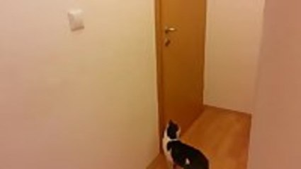 Cat Opens Five Doors To Go Outside