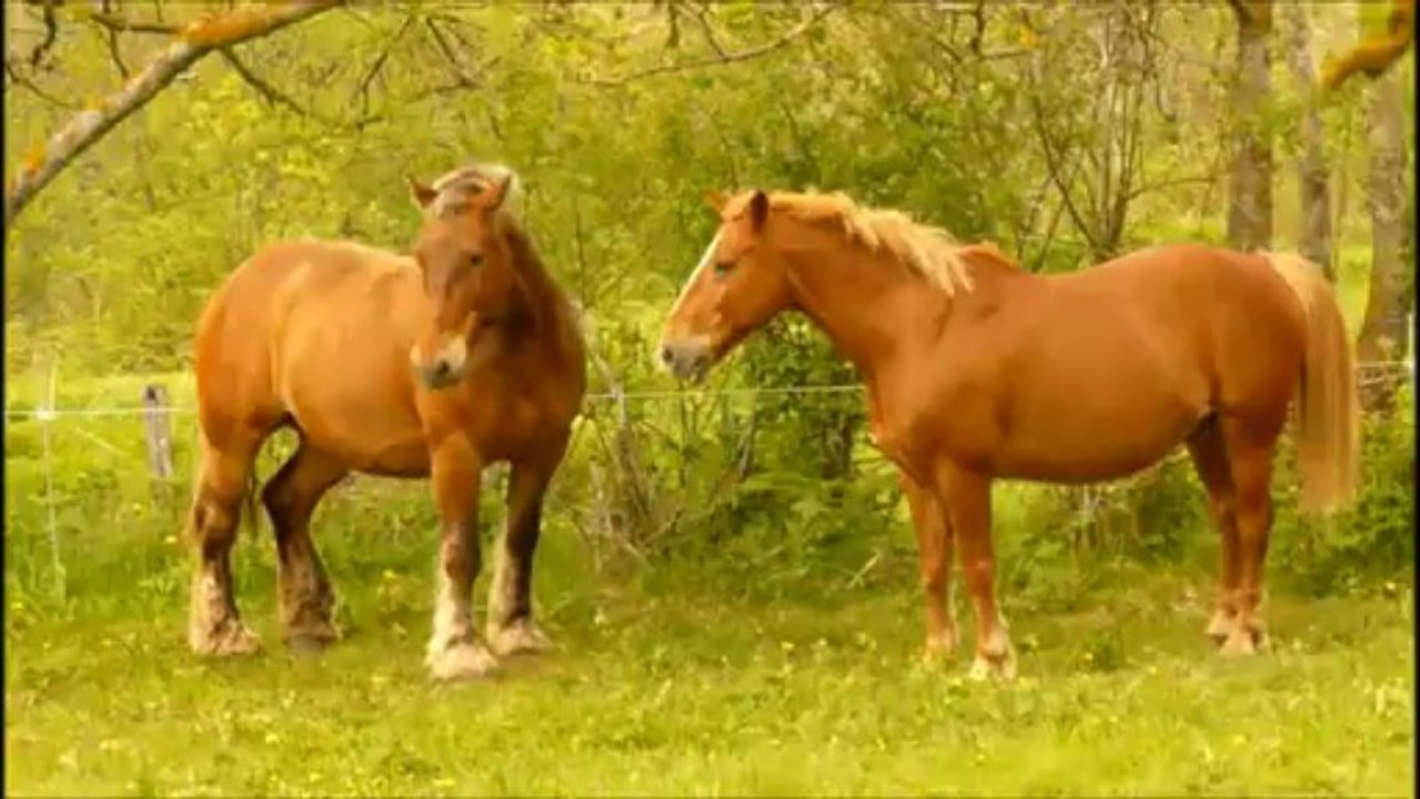 Eclair et Rudy sur Hell'o de SHaka Ponk