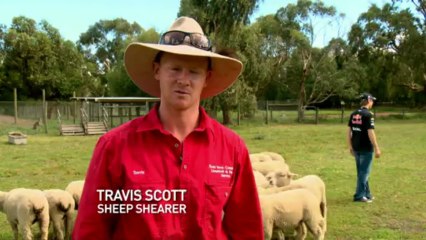 Sebastian Vettel tond un mouton !