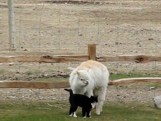 Un chat et un alpaga