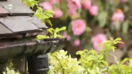 El criador de rosas David Austin | Euromaxx