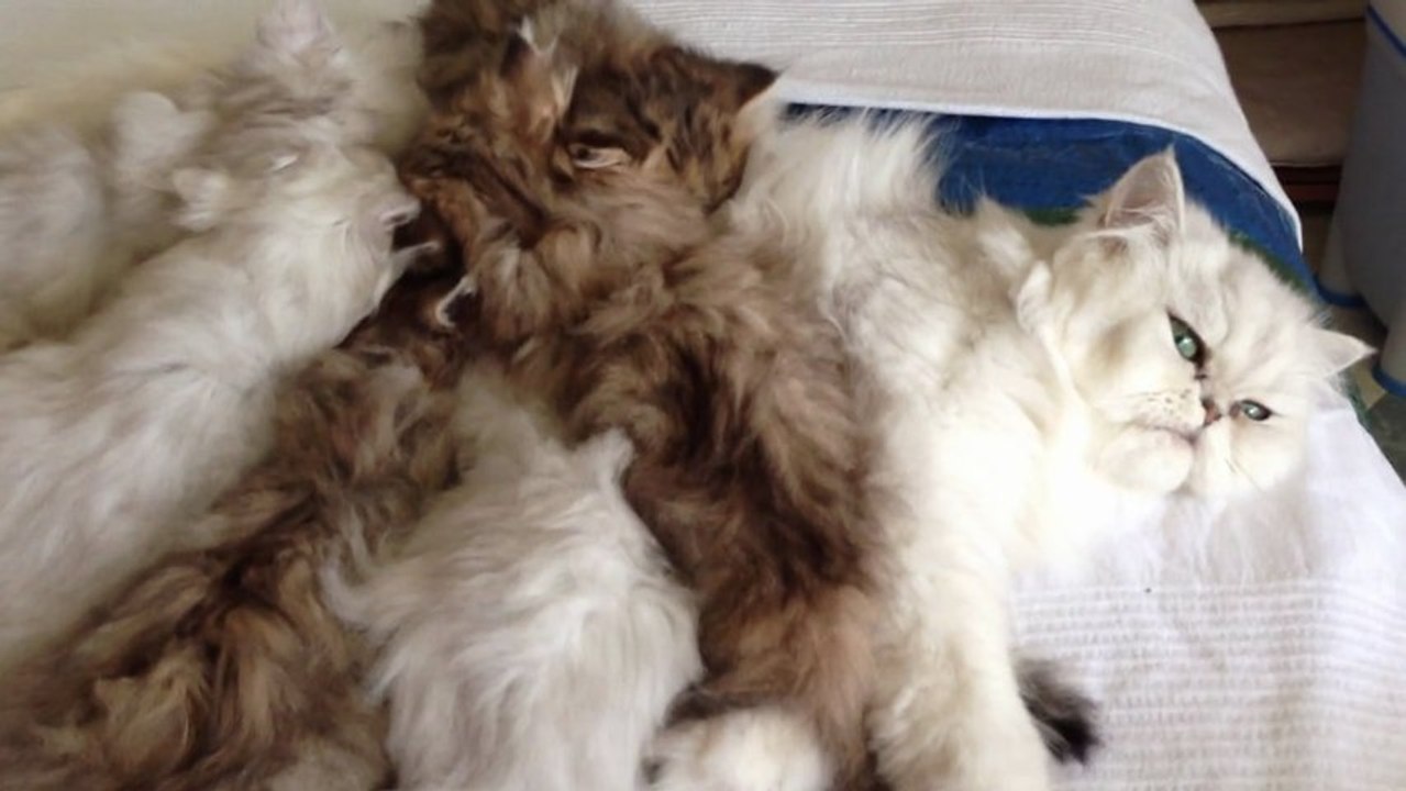 Ronrons des chatons de Donna en train de téter