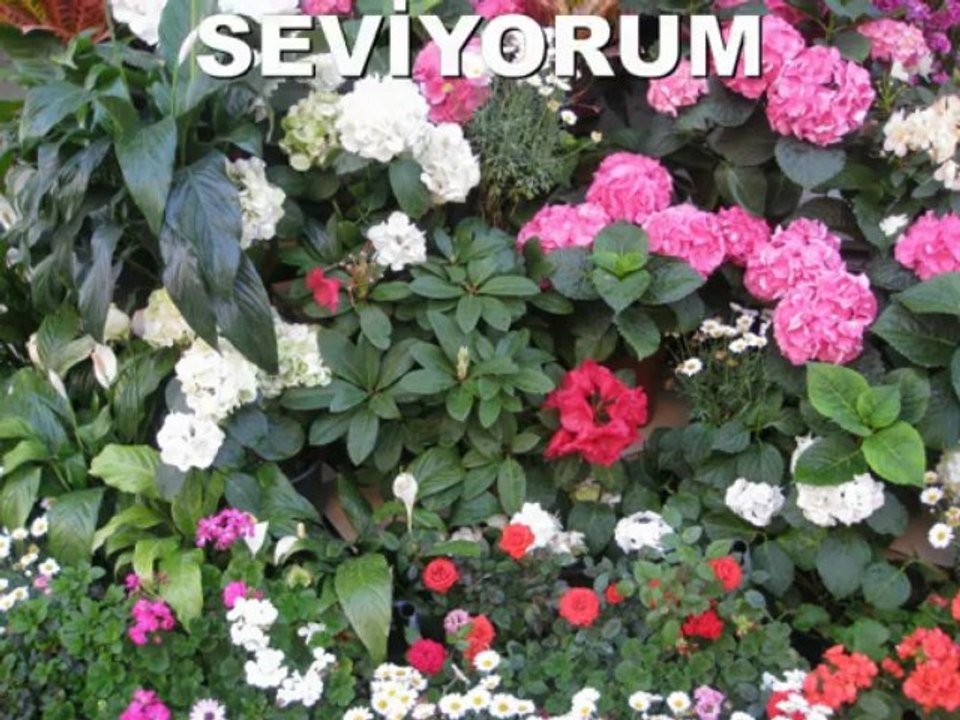Evlenme Teklifim :))