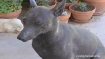 New DC Rule Requires Unidentified Dog Mixes Be Called Xoloitzcuintli