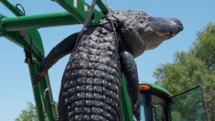 Young Man Kills Largest Alligator in Texas