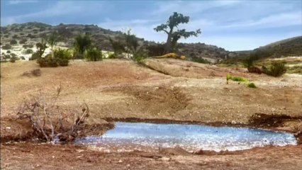 Dinotasia "Rivals" extended