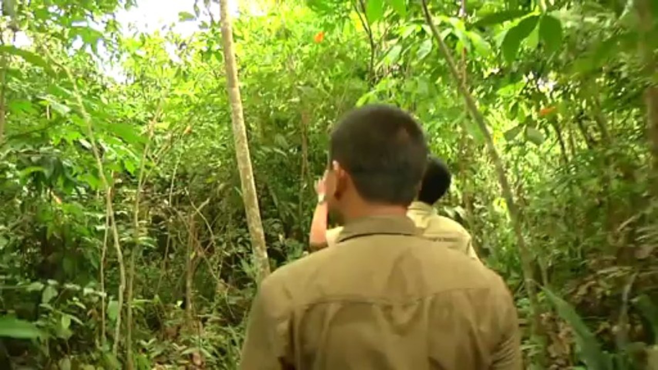 Orang-Utans oder Palmöl? Wald auf Sumatra droht Kahlschlag