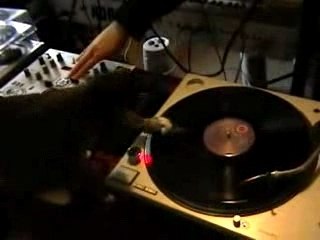 DJ Scratch Cat