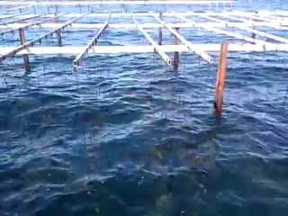 Parcs à huîtres sur l'étang de thau le 17 mai 2013