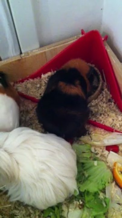 Touche po à ma gamelle lol