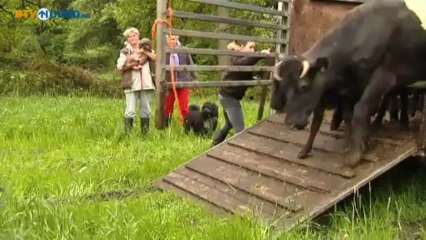Boer krijgt lease-weiland via oproep RTV Noord - RTV Noord