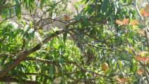 Venta de Terreno de 115 Manzanas San Jeronimo Comayagua honduras