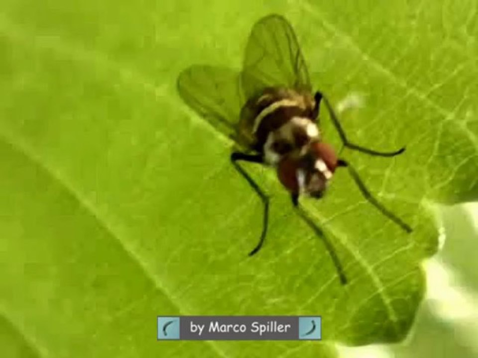 Limnophora obsignata