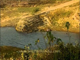 A birding paradise - Pong dam lake